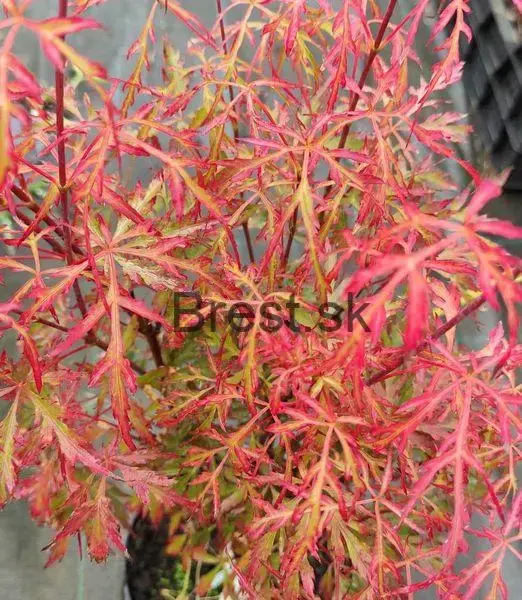 Acer palmatum 'Royal Garnet'